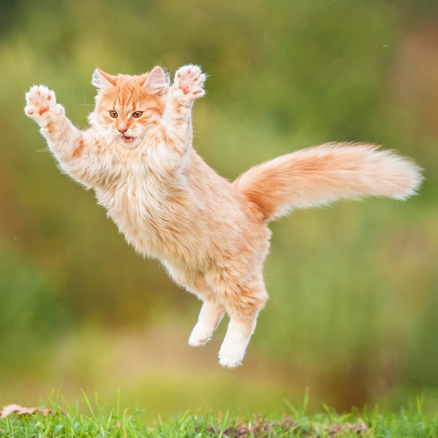 Cat 03